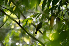 Phaenicophilus palmarum