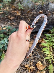 Lampropeltis knoblochi