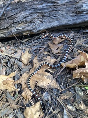 Lampropeltis knoblochi
