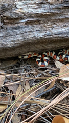 Lampropeltis knoblochi