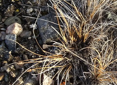 Carex nardina