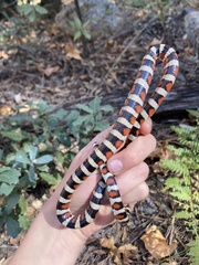 Lampropeltis knoblochi