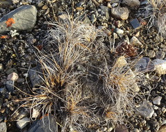 Carex nardina