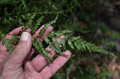 Lindsaea agatii observed 2022-11-08