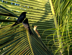 Acrocephalus stentoreus