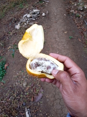 Vasconcellea cauliflora