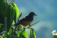 Ramphocelus flammigerus flammigerus