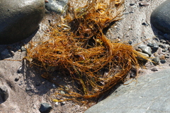 Desmarestia aculeata