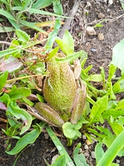 Gastrotheca riobambae
