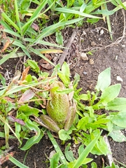 Gastrotheca riobambae