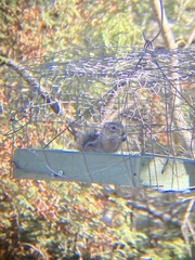 Ammospermophilus harrisii