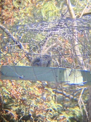 Ammospermophilus harrisii