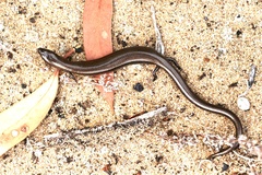 Hemiergis decresiensis