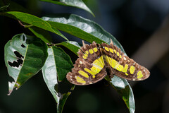 Siproeta stelenes