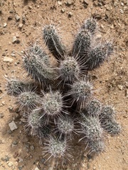 Echinocereus engelmannii fasciculatus