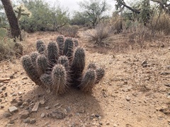 Echinocereus engelmannii fasciculatus
