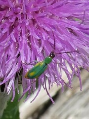 Diabrotica longicornis