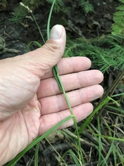 Carex projecta