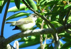 Vireo leucophrys