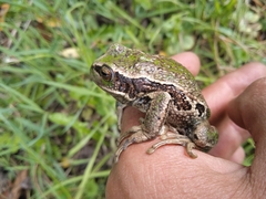 Gastrotheca riobambae