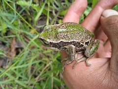 Gastrotheca riobambae