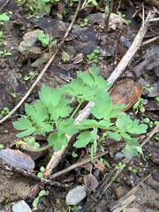 Thalictrum fendleri polycarpum