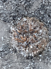 Arctomecon californica