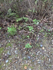 Thalictrum fendleri polycarpum