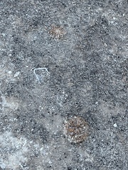 Arctomecon californica