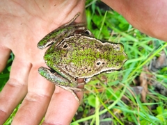 Gastrotheca riobambae