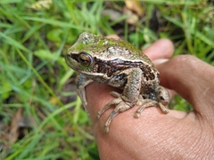 Gastrotheca riobambae