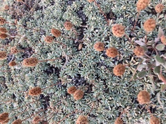 Petrophytum caespitosum caespitosum