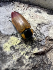 Temognatha variabilis