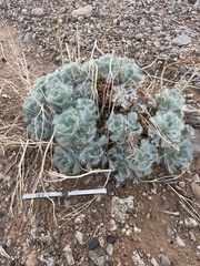 Arctomecon californica