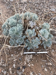 Arctomecon californica