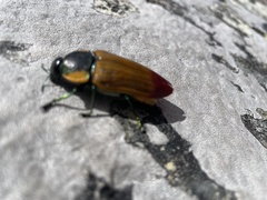 Temognatha variabilis