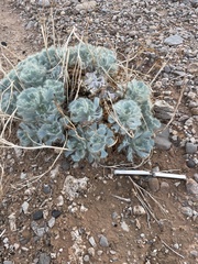 Arctomecon californica