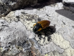 Temognatha variabilis