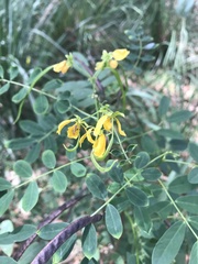 Senna acclinis