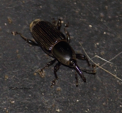 Odoiporus longicollis