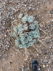 Arctomecon californica