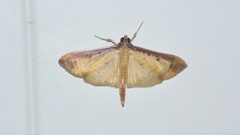 Eulepte