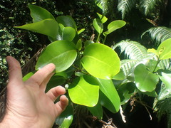 Griselinia lucida