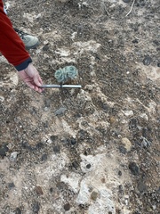 Arctomecon californica