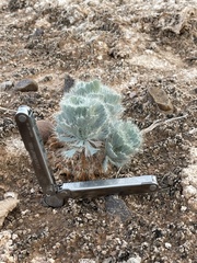 Arctomecon californica