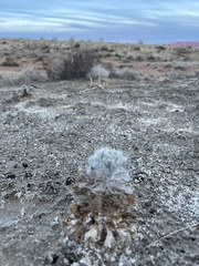 Arctomecon californica