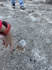 Arctomecon californica