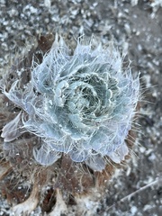 Arctomecon californica