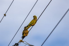 Cyanoliseus patagonus
