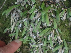 Notogrammitis ciliata